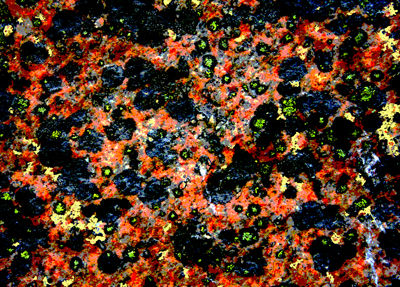 Martian lichen [digital print 2008, edition of 1]