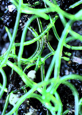 Non-stop ponics [digital print 2008, edition of 1]
