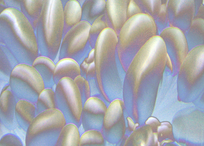 Mimoid hyperproduction [digital print 2008, edition of 1]