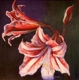 Red and White Amarylis Macro Painting