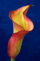 Colour Lilly