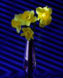 Daffs