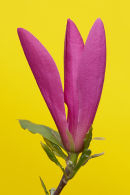 Mini Magnolia