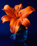 Orange Lilly