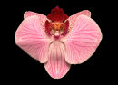 Pink Orchid