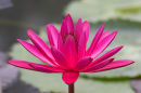 Pink Water Lilly