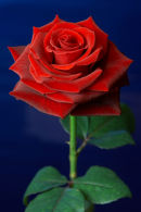 Red Rose