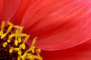 Yellow Stamen