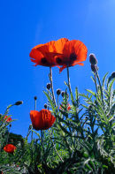 Sunny Poppys
