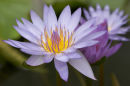 Violet Water Lilly