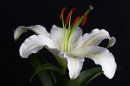 White Lilly