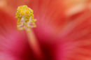 yellow Stamen 02