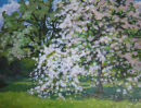 Cherry Blossoms