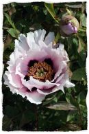 Peony