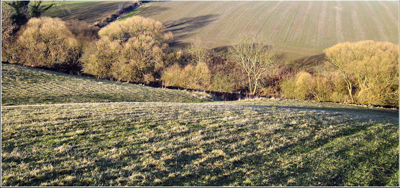 AUTUMN WILLOWS 
