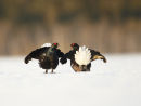 Black Grouse