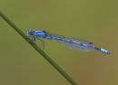 COMMON BLUE DAMSELFLY