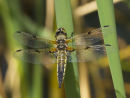 FOUR-SPOTTED CHASER