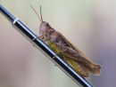 Grass Hopper