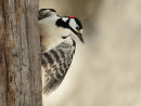 GREATER SPOTTED WOODPECKER