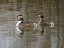 GREAT CRESTED GREBE