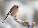 JAY