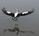 PELICAN LANDING