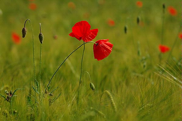 Poppies