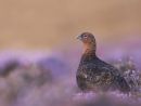 RED GROUSE IN THE LATE SUMMER HEATHER
