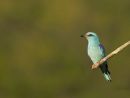 ROLLER