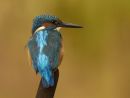SITTING ON A BULLRUSH