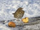 SONG THRUSH 