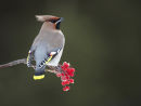 WAXWING
