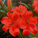 'Anne-Maries Garden'