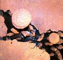 Table Top Expedition (detail)