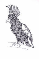 Cockatoo