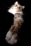 Harry the cat