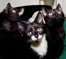 Kittens