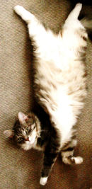 Harry stretching