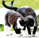 Feral cats 