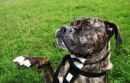 Boxer