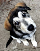 puppy 