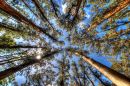 Dandenongs eucalyptus forest, Australia.