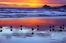 Seagulls on the beach