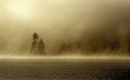 Tree in morning mist