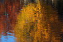 Trees reflected in a river