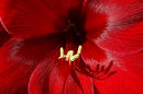 Amaryllis Detail.