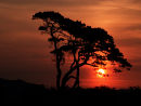 Silhouette of pine tree in Armada Park