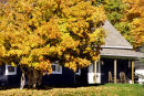 House surrounded by maples