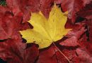 Autumn leaves